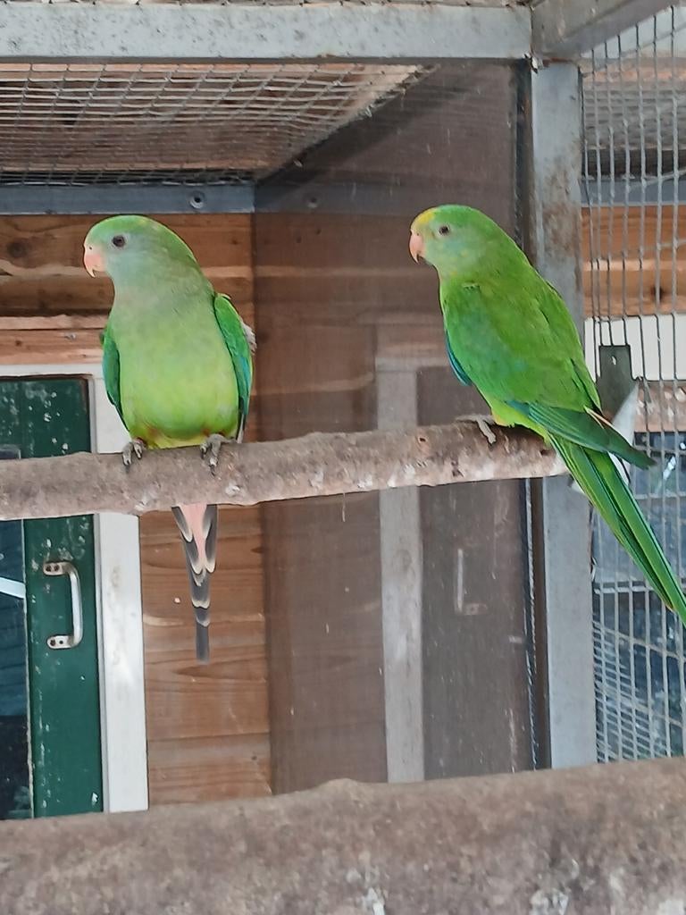 te koop een koppel barraband parkieten, Dieren en Toebehoren, Vogels | Parkieten en Papegaaien, Meerdere dieren, Parkiet, Geringd