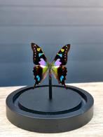 Opgezette vlinder,  stolp,  taxidermie, Verzamelen, Ophalen of Verzenden, Nieuw, Insect, Opgezet dier