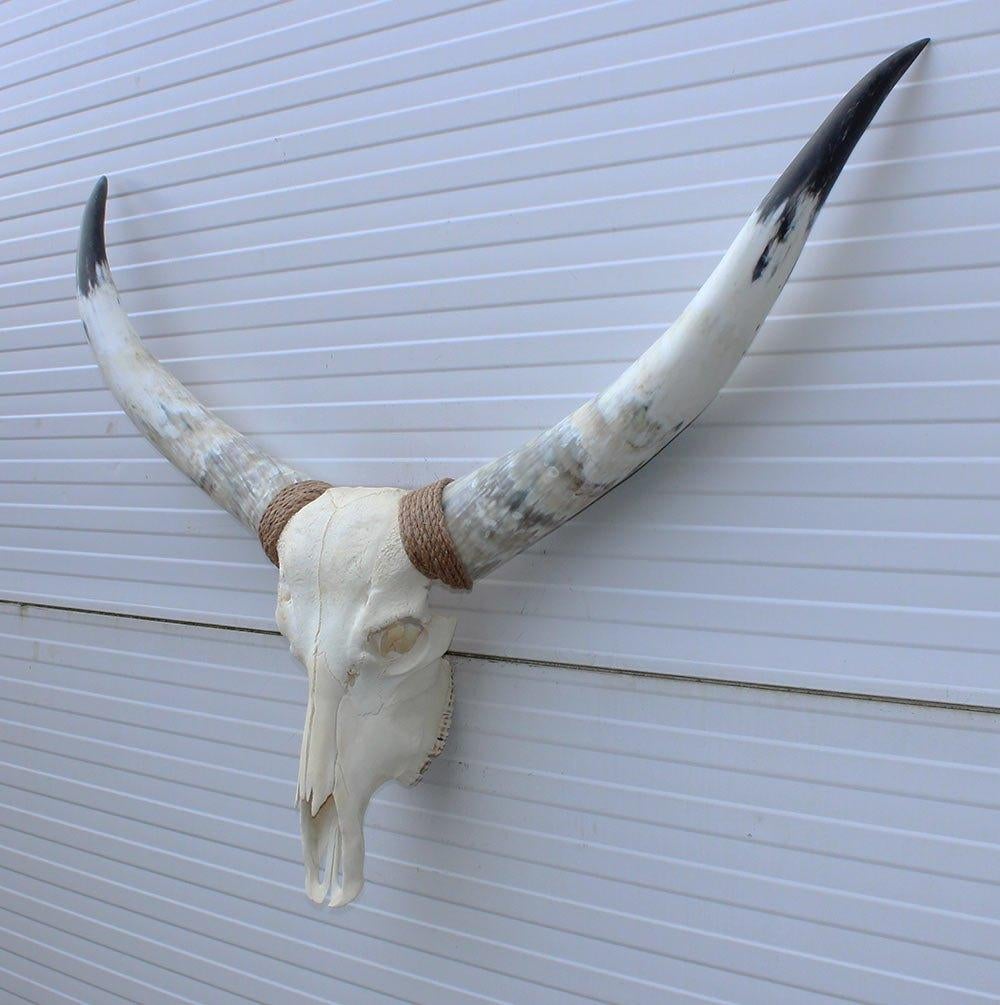 Grote schedel TEXAS STYLE LONGHORN 120 cm - ref. H, Verzamelen, Dierenverzamelingen, Ophalen, Nieuw, Boerderijdier, Schedel
