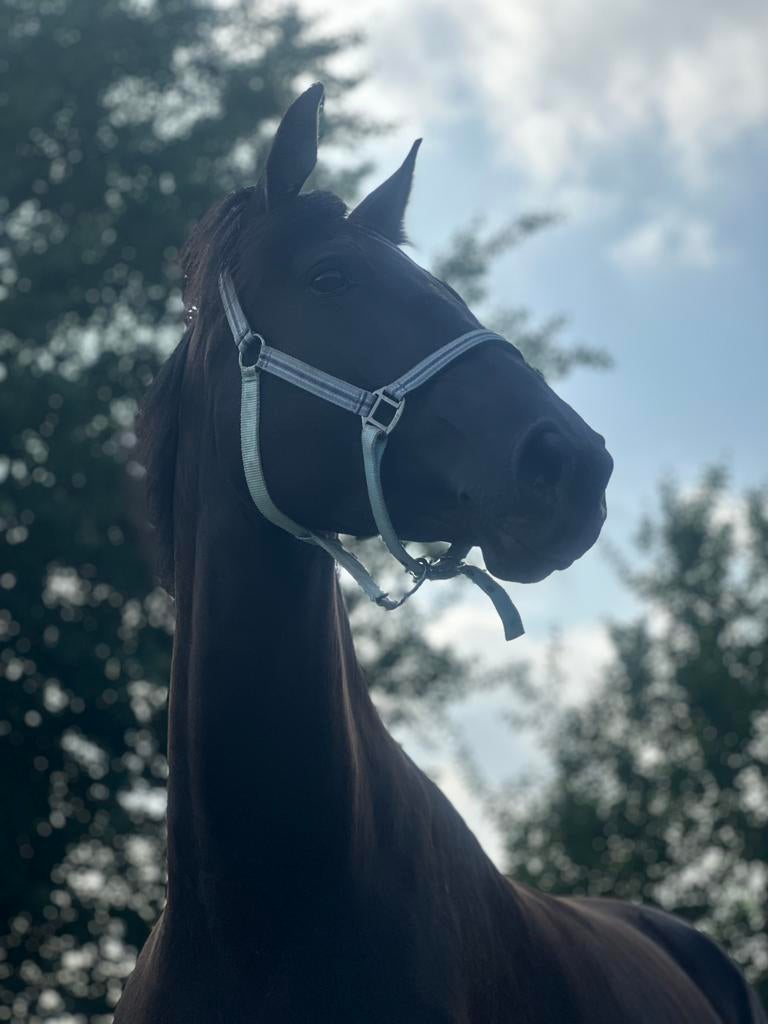 Aanhankelijke gevoelige PROK merrie te koop., Dieren en Toebehoren, Paarden, Merrie, Met stamboom, Niet van toepassing, Dressuurpaard