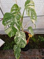 Monstera Variegata Albo kamerplant #44, Huis en Inrichting, Kamerplanten, Ophalen, Halfschaduw, Minder dan 100 cm