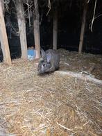 Gezocht , gecastreerde ram voor mijn voedster, Dieren en Toebehoren, Konijnen, Mannelijk, Groot