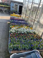 Vrolijke Violen voor een Kleurrijke Tuin, Volle zon, Eenjarig, Lente, Ophalen