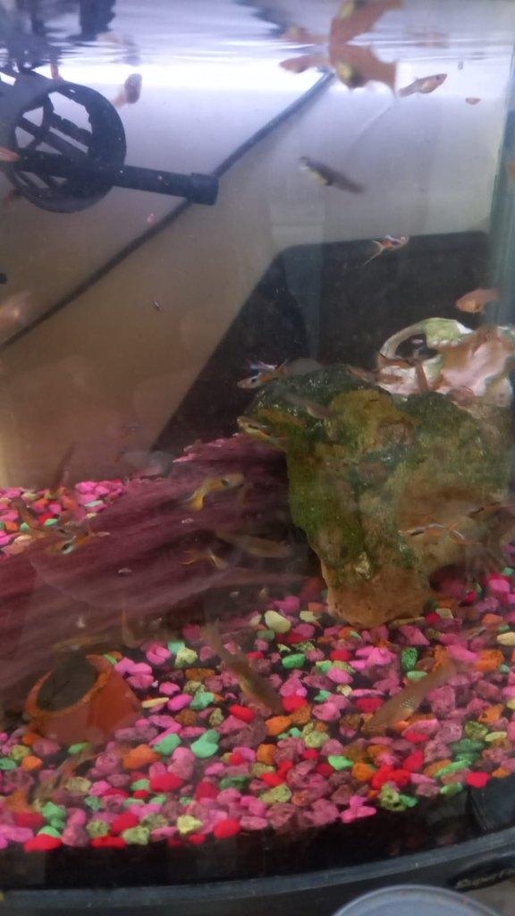Aquarium met vis, Ophalen, Superfish, Inclusief vissen, Gevuld zoetwateraquarium
