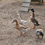Broedeieren indische loopeenden, Dieren en Toebehoren, Pluimvee, Geslacht onbekend, Eend