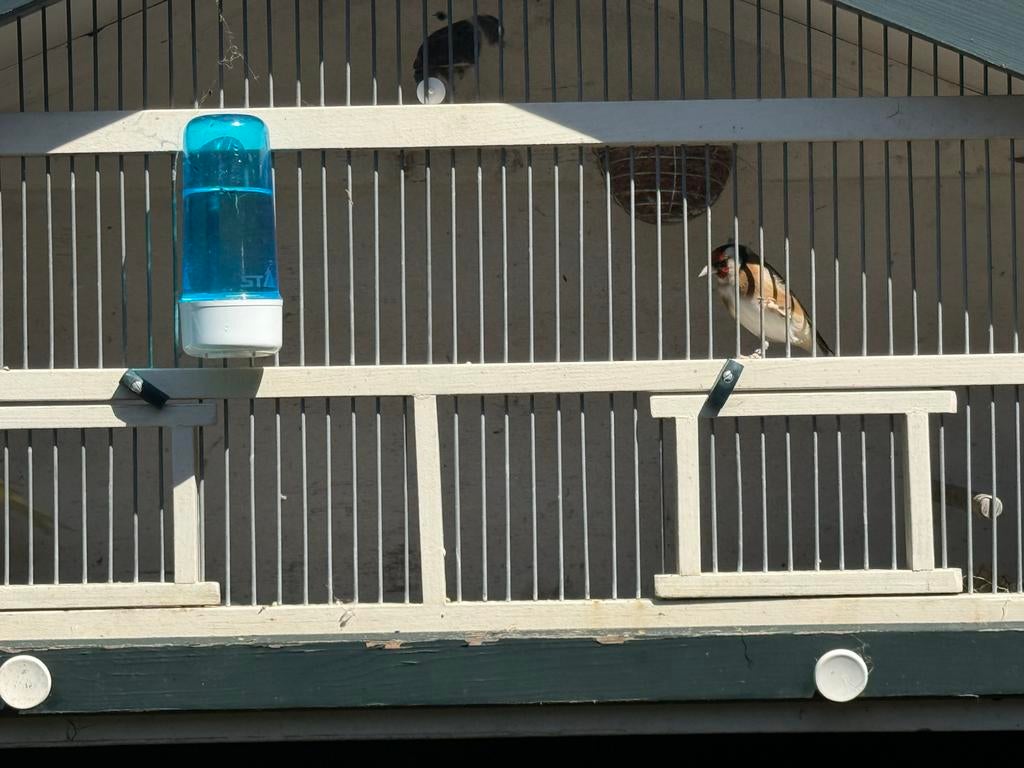 Ik bied een aantal vogels aan, Dieren en Toebehoren, Vogels | Hokken en Kooien, Ophalen of Verzenden, Hout, Vogelkooi