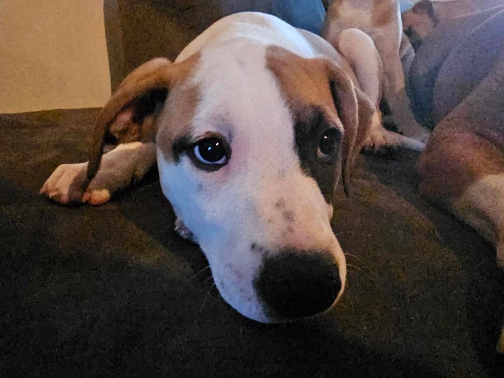 Stafford pup laatste!, 8 tot 15 weken, Parvo, Eén hond, Middel