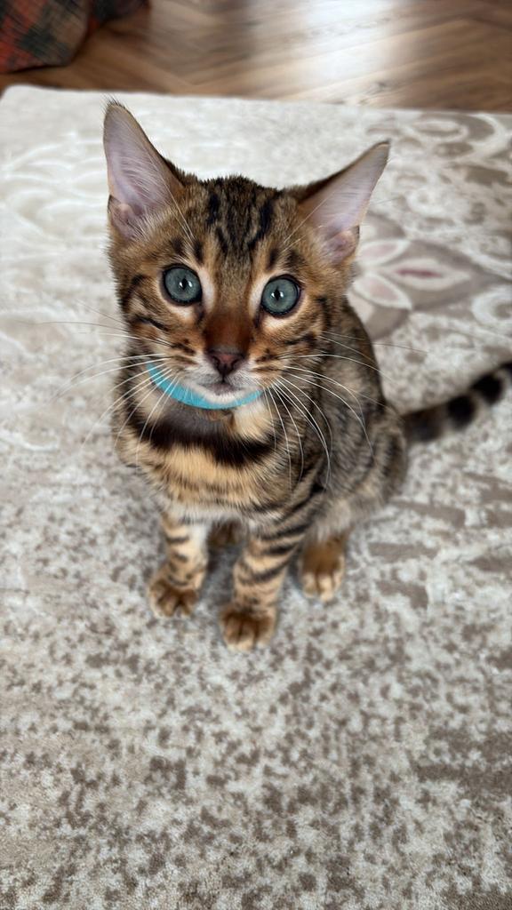 Prachtige Bengaal kitten (mannetje) – direct beschikbaar, Dieren en Toebehoren, Kater, Kortharig, 0 tot 2 jaar
