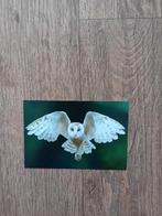 Ansichtkaart - Uil, Ophalen of Verzenden, 1980 tot heden, Ongelopen, Vogel