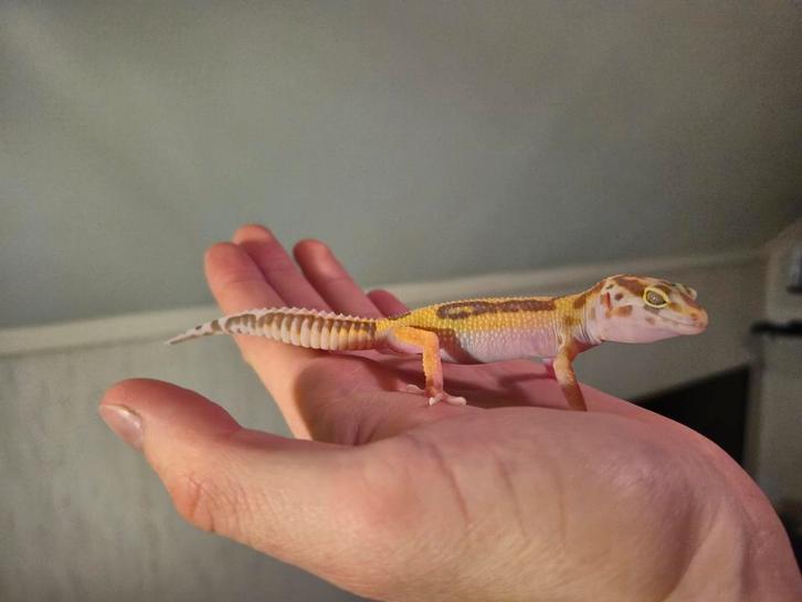 Luipaardgekko te koop Leopard Gecko - female for sale from Venom