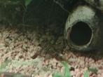 L066 pleco, Vis