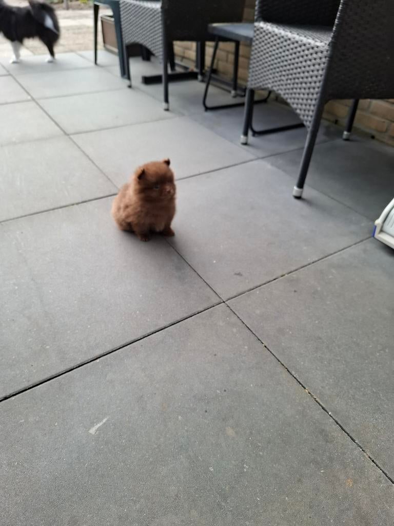 Mooie pomperiaan x chihuahua pups mogen nu weg, Reu, Meerdere, Chihuahua, Nederland