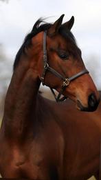 Liefdevol huis gezocht! 🥰 teab, Dieren en Toebehoren, Paarden, Ruin, Zadelmak, Recreatiepaard, 170 tot 175 cm