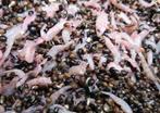 Hennep Krill mix Hennep Bloodworm mix, Ophalen of Verzenden, Nieuw, Overige typen