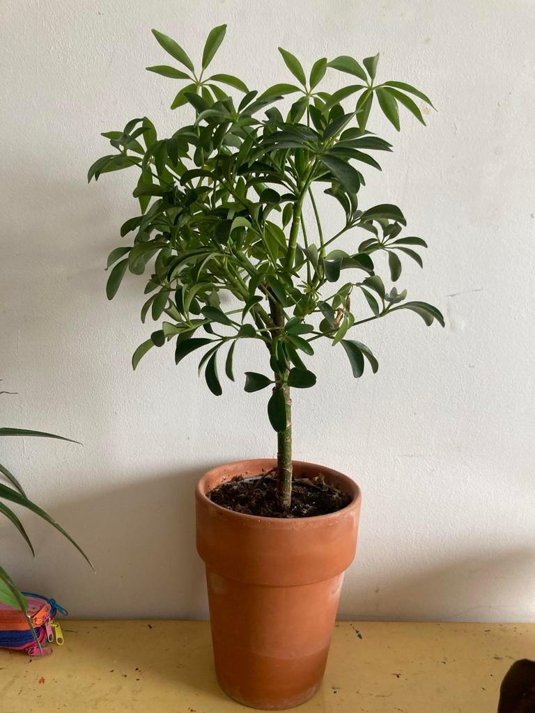 Mooie Schefflera (Vingersboom) in terracotta pot, Ophalen, Overige soorten, Halfschaduw, In pot