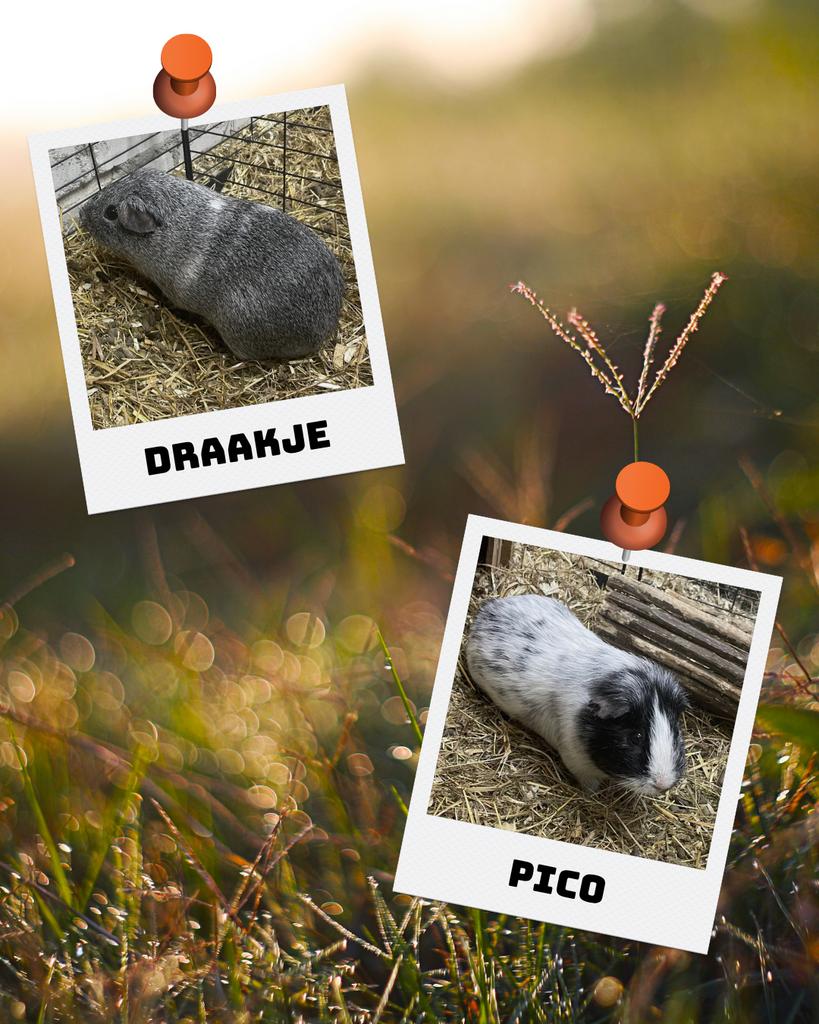 Op zoek naar een 5‑sterren huisje voor onze lieve cavia’s, Dieren en Toebehoren, Knaagdieren, Cavia, Mannelijk, Januari, Tam