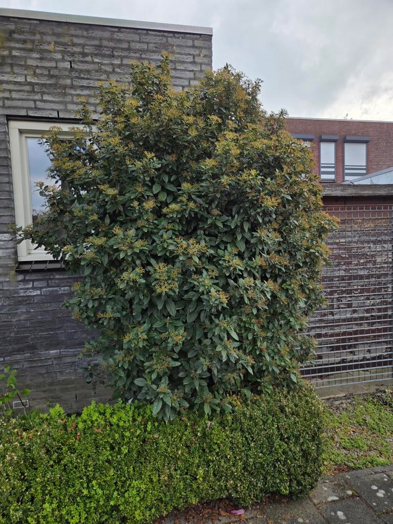 Grote Viburnum Tinus (Sneeuwbal) - Zelf uitgraven, Tuin en Terras, Planten | Bomen, Ophalen, Halfschaduw, Overige soorten