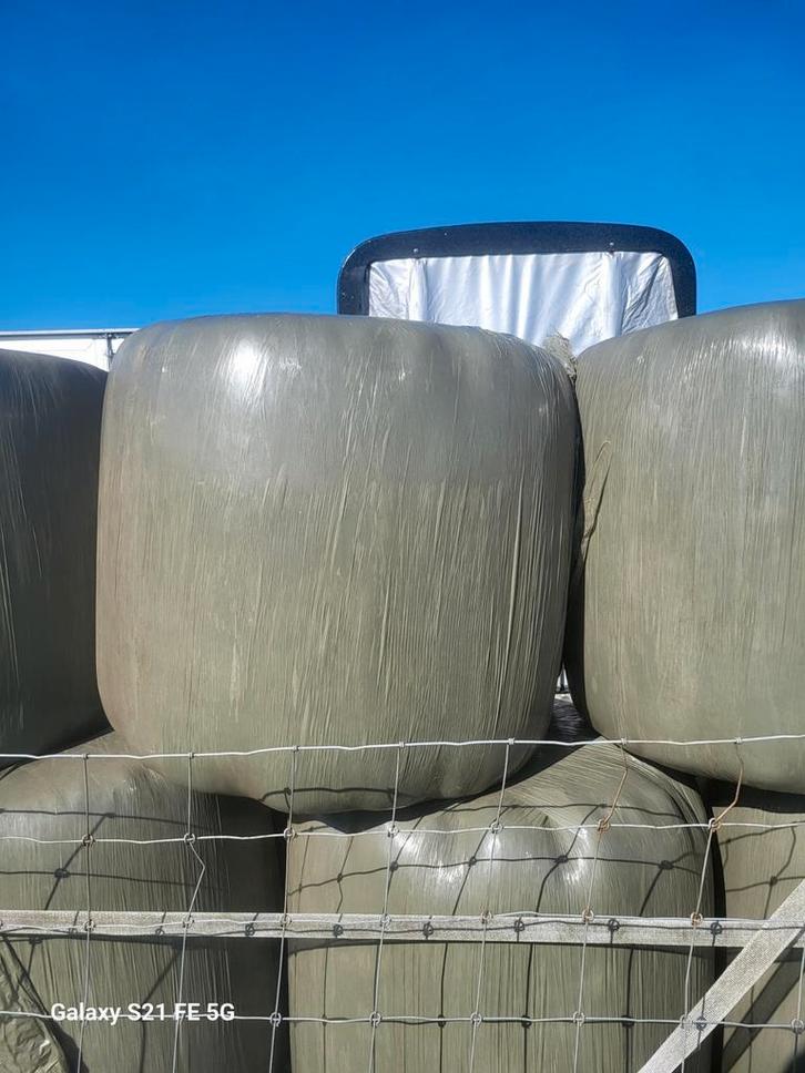 Midibaaltjes, Dieren en Toebehoren, Dierenvoeding, Vee, Ophalen