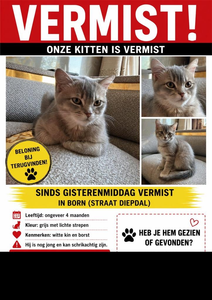 Vermist kitten (4 maanden) – Born (Diepdal), Kat