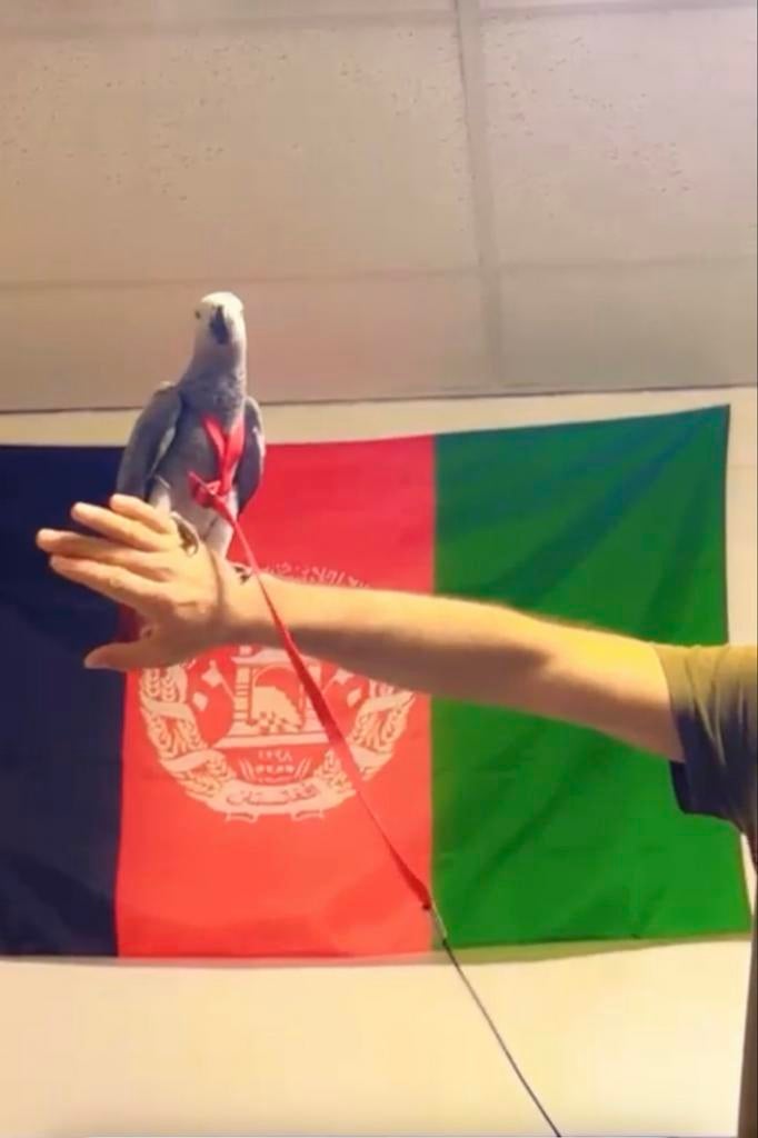 Grijze roodstaart, super tam vrouwtje, Dieren en Toebehoren, Vogels | Parkieten en Papegaaien, Meerdere dieren, Papegaai, Tam