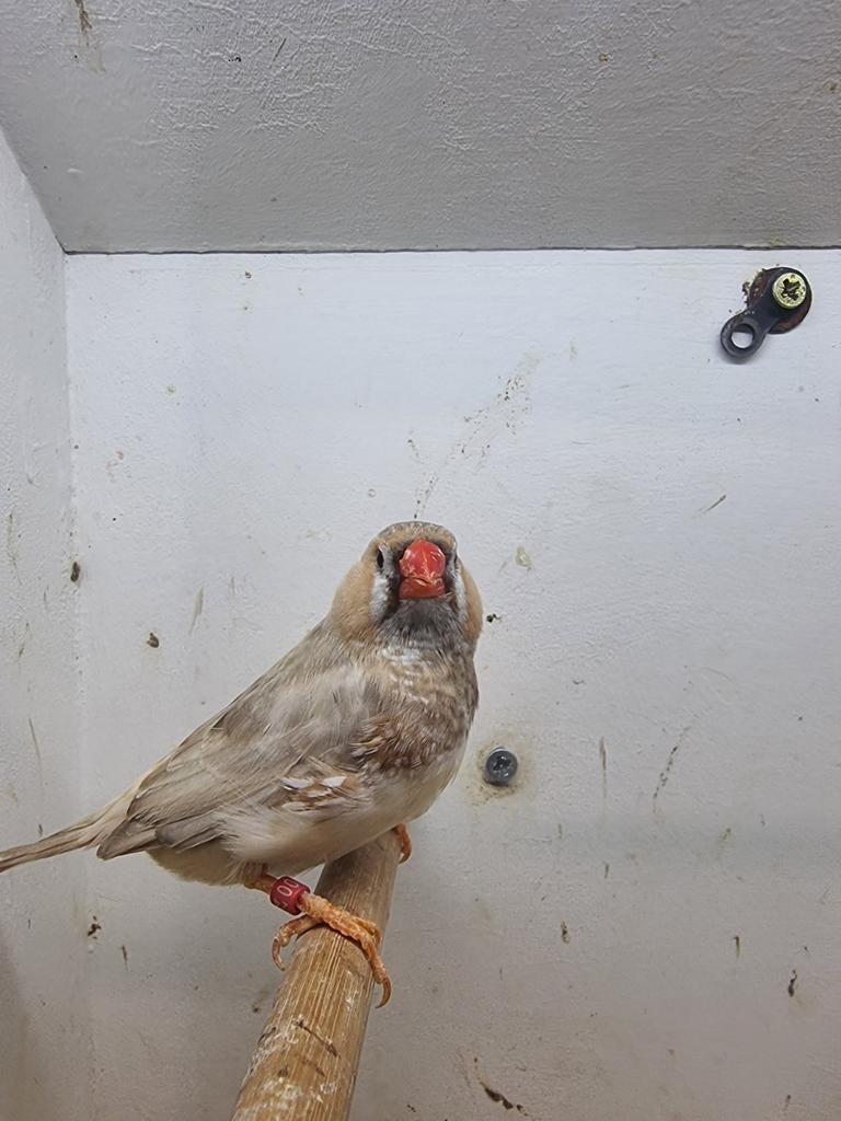 Te koop man pastel oranje van 2024, Dieren en Toebehoren, Vogels | Overige Vogels, Mannelijk