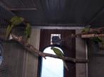 Groene halsband parkieten, Dieren en Toebehoren, Geslacht onbekend, Parkiet