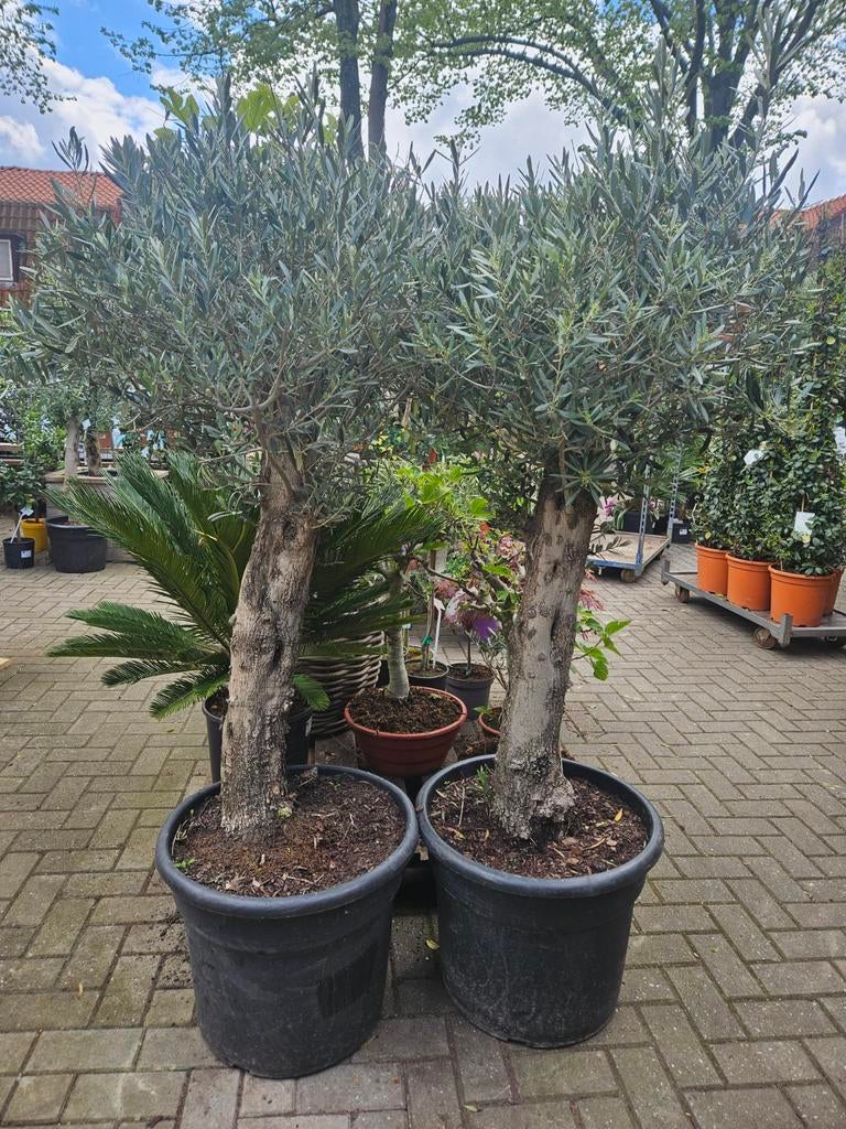 Eucalyptus boom 190cm hoog, Tuin en Terras, Planten | Bomen, Volle zon, Ophalen of Verzenden, 100 tot 250 cm, Zomer