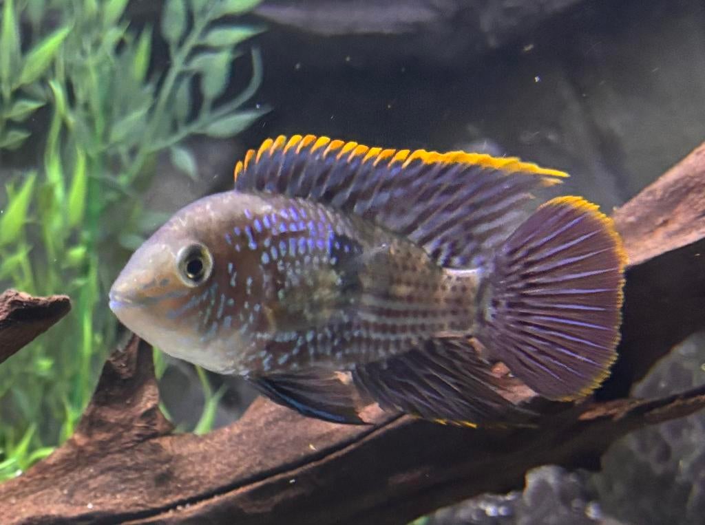 Hele mooie kleurrijke cichliden., Vis