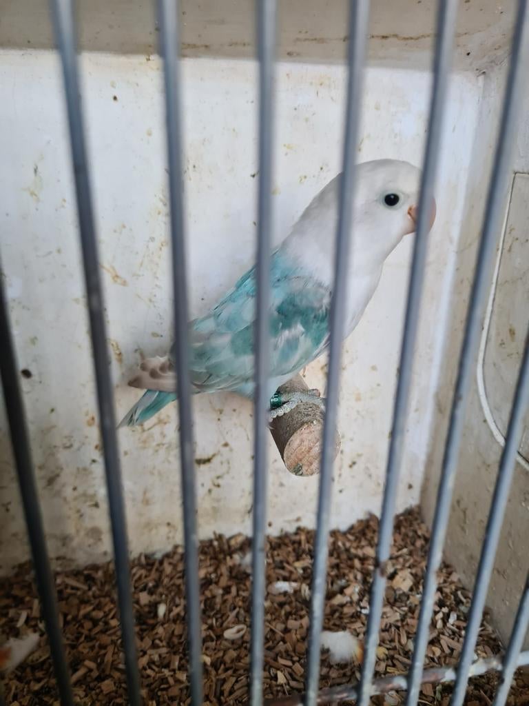 Bleu dilute opaline fischerie pop, Dieren en Toebehoren, Vogels | Parkieten en Papegaaien