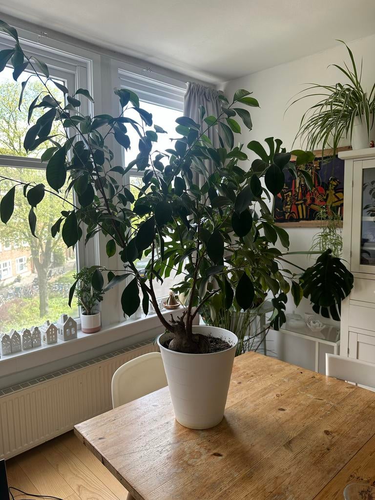 Grote Ficus Microcarpa - Blikvanger voor elk interieur, Huis en Inrichting, Kamerplanten, Ficus, 100 tot 150 cm, In pot, Groene kamerplant