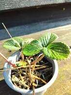 Aardbeien plantjes, Ophalen of Verzenden, Volle zon