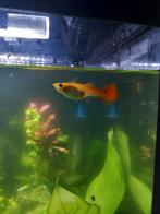 Volwassen en baby guppys te koop