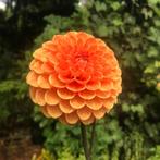 Biologische dahlia knollen Silvia, Ophalen, Voorjaar, Halfschaduw, Knol