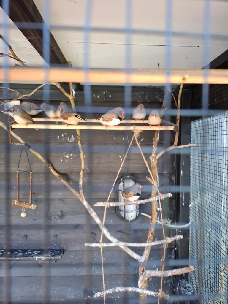 Zeebravinken, Dieren en Toebehoren, Vogels | Kanaries