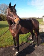 Mooi allround paard, Merrie, 175 cm of meer, Dressuurpaard, L