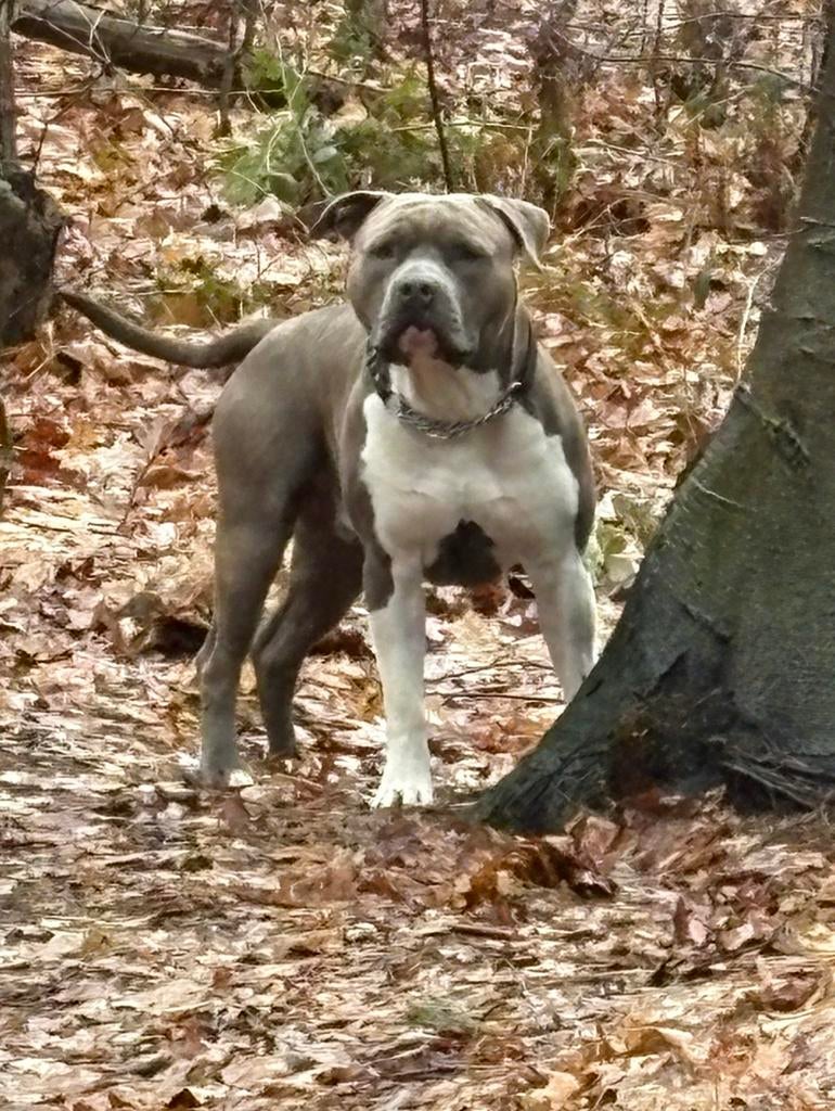 Ervaren American stafford dekreu open for stud, Dieren en Toebehoren, Reu, 1 tot 2 jaar, Parvo, Eén hond