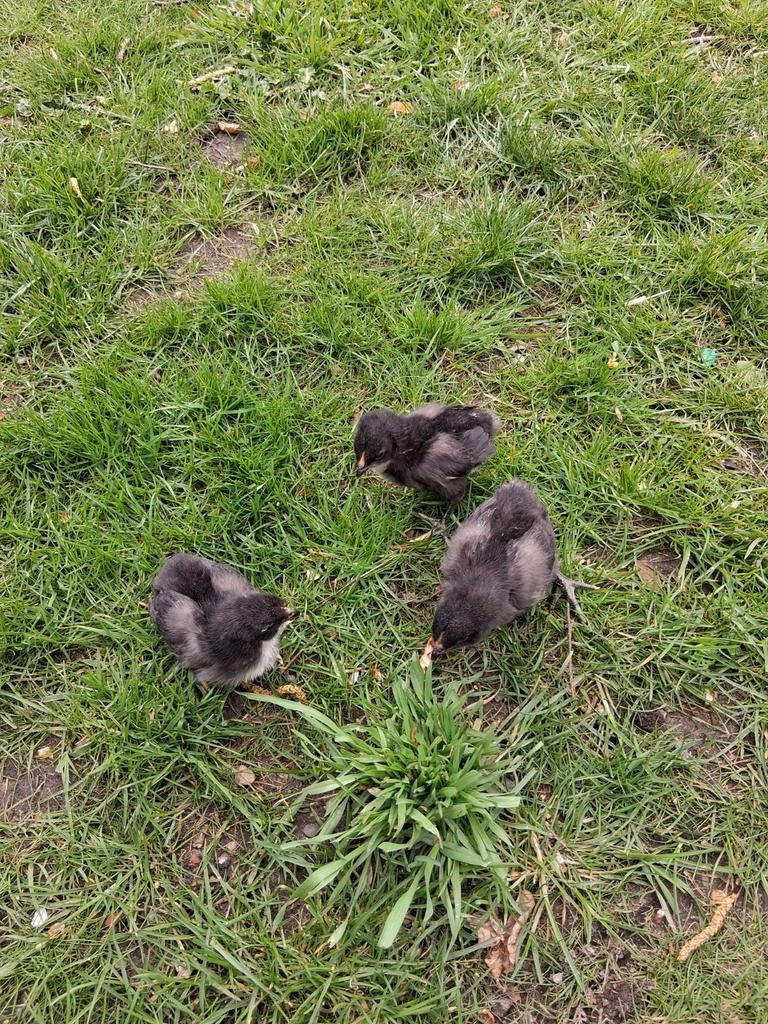 Australop kuikentjes, Dieren en Toebehoren, Pluimvee, Geslacht onbekend, Kip