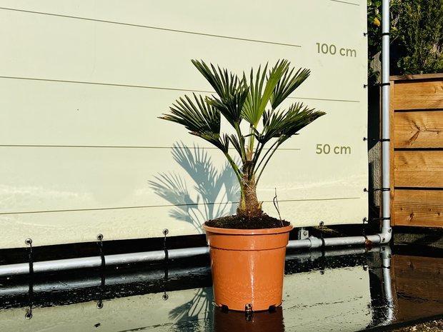 Palmboom - Trachycarpus Wagnerianus - stamhoogte 15-25 cm, Tuin en Terras, Planten | Bomen, Palmboom, Minder dan 100 cm, Halfschaduw