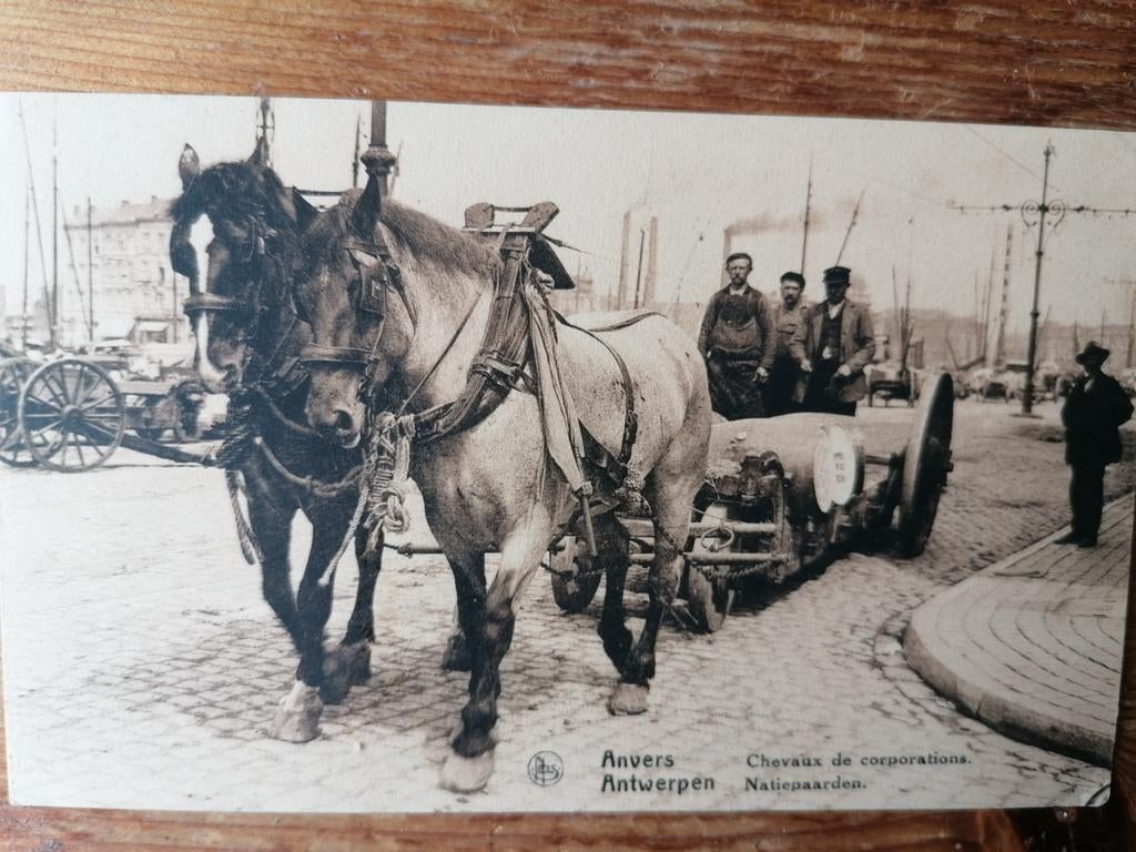 Antwerpen natiepaarden, Ophalen of Verzenden, Voor 1920, Buiten Europa