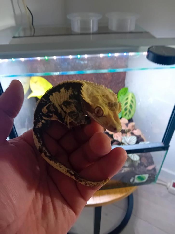 Wimpergekko man Crested Gecko - male for sale from Ben