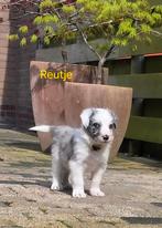 Unieke border collie pups UPDATE, 8 tot 15 weken, Collie, Meerdere, Meerdere dieren