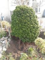 Prachtige conifeer, Ophalen of Verzenden, Conifeer, 100 tot 250 cm