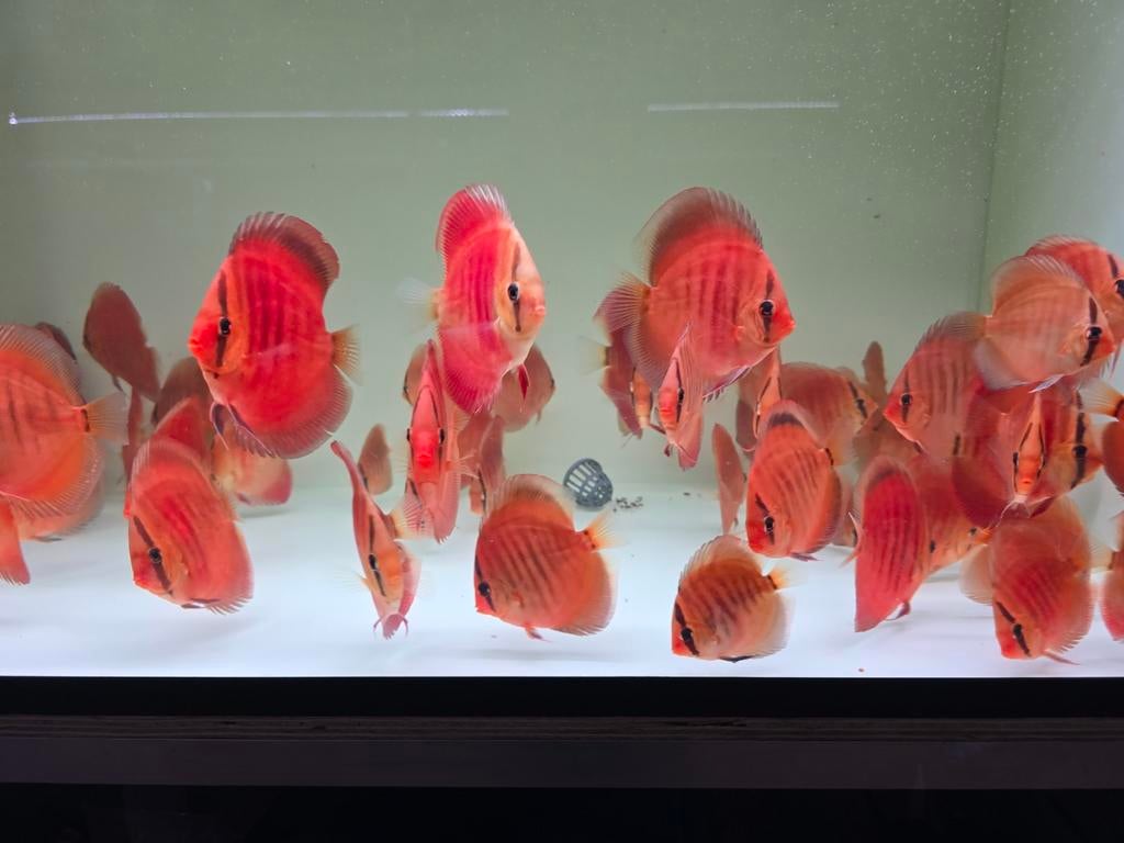 Discusvissen, Dieren en Toebehoren, Vissen | Aquariumvissen, Vis, Zoetwatervis, Schoolvis