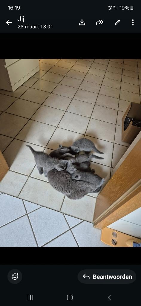 Britse Korthaar Kittens (Raszuiver), Poes, Ontwormd, 0 tot 2 jaar