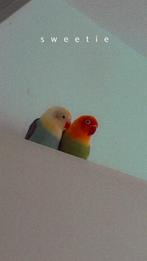 2 Agapornissen, Dieren en Toebehoren, Vogels | Parkieten en Papegaaien, Geslacht onbekend, Dwergpapegaai of Agapornis