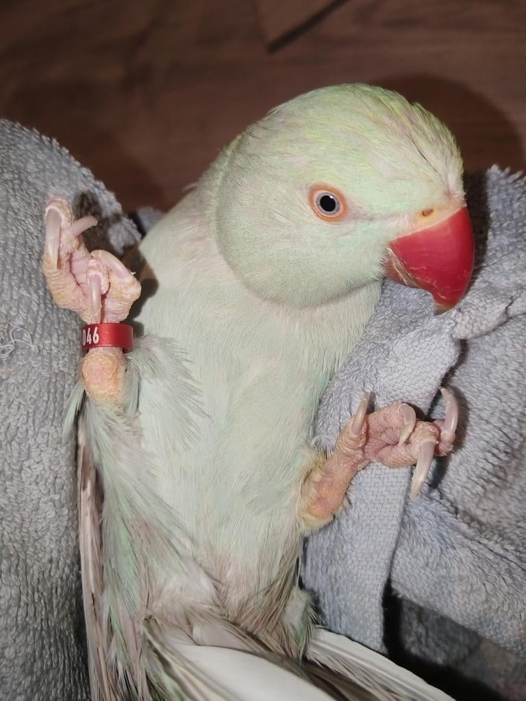 Mannelijke aqua bont Halsbandparkiet te koop – €100, Mannelijk, Parkiet