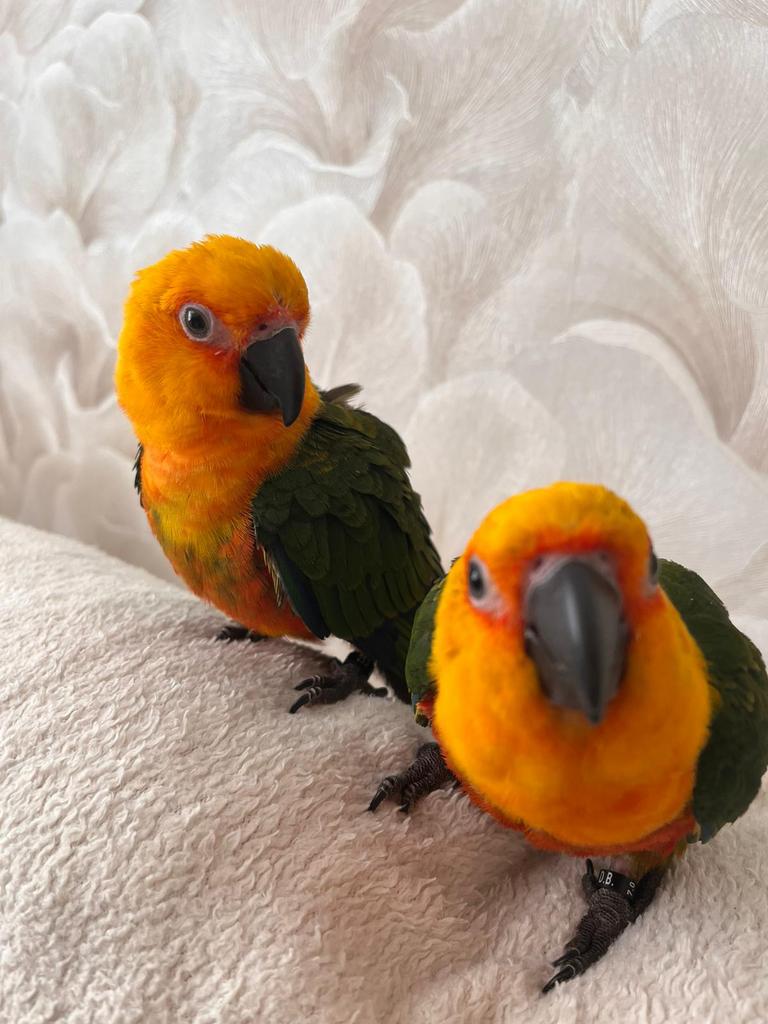 Zeer tamme Jenday parkieten, Dieren en Toebehoren, Vogels | Parkieten en Papegaaien, Parkiet, Tam