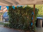 Kant en klare klimop hedera op gaas, Tuin en Terras, Ophalen, Hout, Minder dan 3 meter, 1 tot 2 meter