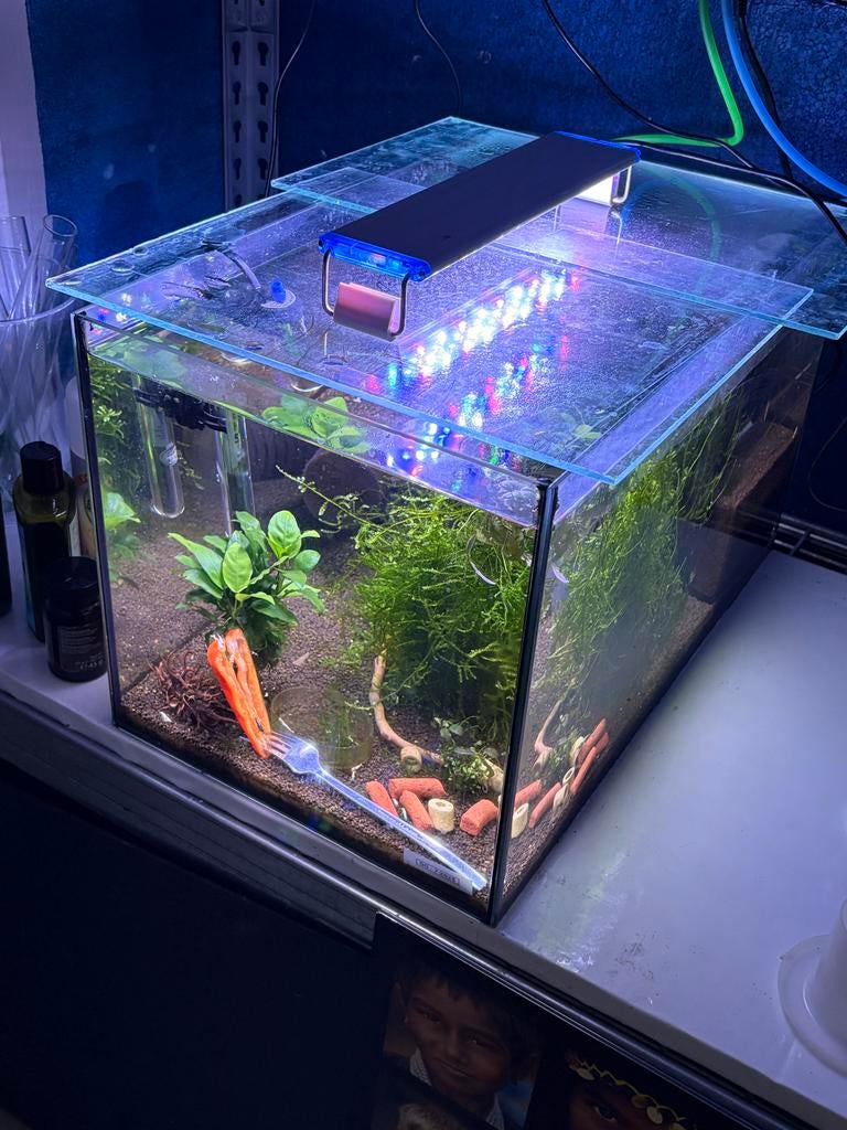 Garnalen iclusief compleet aquarium, Vis