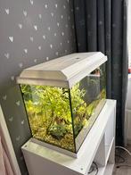 Aquarium, Ophalen of Verzenden, Zo goed als nieuw, Leeg aquarium